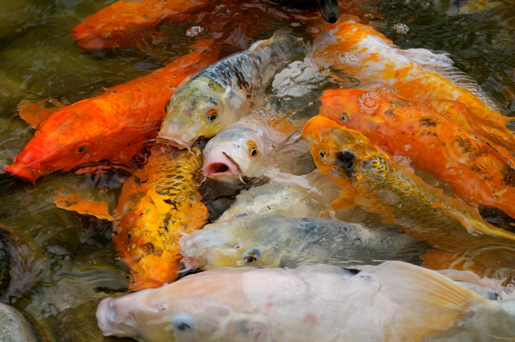 Emeute de poissons !